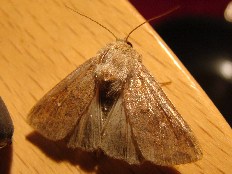 Trachyntis leporina - Kleespinner